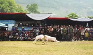 Domba Garut Bisa Tembus Rp400 Juta, Grand Final SKDG 2026 Jadi Penggerak Budaya dan Ekonomi Peternak