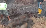 Karhutla Kalsel Tewaskan 12 Bekantan, 21 Ribu Hektare Lahan Terbakar dan Tiga Helikopter Disiagakan