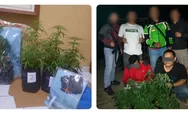 Nekat Tanam Ganja Ditengah Kebun Cabai, Dua Orang Warga Rajapolah Kabupaten Tasikmalaya Diamankan Polisi