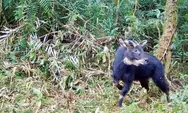 BKSDA Sumbar Introduces the Sumatran Serow, an Endemic Animal of the Island of Andalas with the Ability to Climb Steep Cliffs