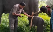 Good News, Sumatran Elephant Born in Way Kambas National Park