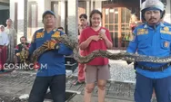 Tak Terduga! Ular Muncul di Kandang Ternak Warga Jombang, Damkar Bergerak Cepat