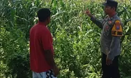 Polsek Kudu Dampingi Petani Jagung, Dukung Program Ketahanan Pangan Nasional