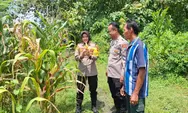 Dukung Program Ketahanan Pangan di Jombang, Kapolsek Tembelang Tinjau Lahan Jagung