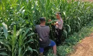 Perkuat Ketahanan Pangan, Polsek Tembelang Jombang Dampingi Panen Jagung Petani