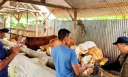 Waspada PMK! Disnak Jombang Perketat Pengawasan Ternak di Musim Kemarau