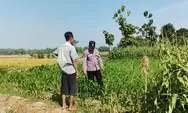 Dukung Asta Cita Prabowo, Polsek Perak Turun ke Ladang Dampingi Petani Jagung