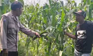 Dukung Ketahanan Pangan, Polsek Mojowarno Jombang Tinjau Tanaman Jagung di Desa Wringinpitu