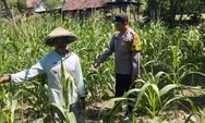 Dukung Ketahanan Pangan, Polsek Plandaan Cek Tanaman Jagung di Lahan Warga Desa Purisemanding