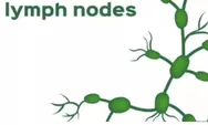Jenis Penyakit Apasih Limpadenitis Itu? Mari Kita Ketahui Seksama Penjelasannya!