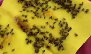 Ini 3 Cara Mengusir Lalat Paling Ampuh yang Perlu Dicoba