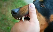 Cari Tahulah Apa yang Dirasakan Orang Terkena Rabies? Cek Informasi Selengkapnya