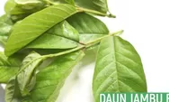 Wajib Tahu Daun Jambu Biji Berguna Untuk Mengobati Penyakit Apa?
