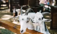 Cermati Syarat Kambing yang Sah untuk Dijadikan Hewan Kurban Idul Adha 2025, Ini 4 Kondisi Fisik yang Harus Dihindari
