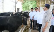 Kota Semarang Punya Potensi Pengembangbiakan Sapi Wagyu