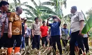 Tiga Tahun Berturut-turut Pinrang Jadi Daerah Penghasil Pisang Terbesar di Sulsel, Pj Gubernur Berbagi Tips Budidaya