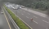 Insiden Unik: Sapi Kurban Ngamuk di Jalan Tol Hebohkan Pengguna Jalan dan Warganet
