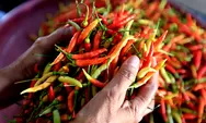 Harga Cabai Semakin 'Pedas', 36 Provinsi Catat Kenaikan Hingga Puluhan Persen