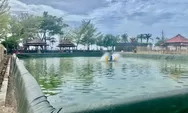 Menengok 'Dapur' Ketahanan Pangan Bulukumba: Budidaya Nila Intensif Kini Hadir di Pantai Merpati