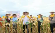 Panen Perdana Padi Genjah dan Jagung, Bupati Bantaeng Perkuat Visi Kabupaten Benih Berbasis Teknologi