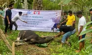 Bupati Andi Muchtar Ali Yusuf Apresiasi KM Bulukumba, Salurkan 13 Sapi Kurban dari Rantau ke Pelosok Desa