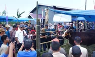 Kontes Sapi Hasil IB di Bulukumba, Brutus Juara Pedet dengan PBBH 1,335 Kg per Hari
