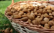 Kacang Almond Ternyata Memikiki Beberapa Khasiat Untuk Kesehatan Tubuh, Apa Saja?