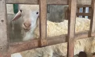 Harga Hewan Qurban Jelang Idul Adha di Lamongan, Ada Domba dan Kambing Super Premium