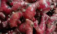 3 Perbedaan Jahe Merah dan Jahe Emprit yang Wajib Kamu Ketahui, dari Ukuran Rimpang Sampai Daun