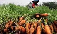Petani Manggarai NTT: Sejak Ada MBG, Harga Wortel Kami Naik 3 Kali Lipat