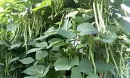 Petani NTT Bersyukur, 3.000 Pohon Buncis Terserap Semua Berkat MBG