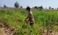 Polsek Bengkong Intensifkan Perawatan Lahan Jagung Pipil Hari ke-50 Dukung Program Ketahanan Pangan Nasional