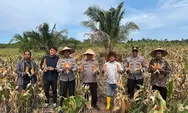 Polresta Barelang  Gelar Panen Raya Jagung, Dukung Program Swassembada Pangan Nasional 2026