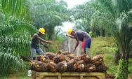 Harga TBS Sawit Pekan Ini Naik, Tertinggi Capai Rp3.846 per Kilogram