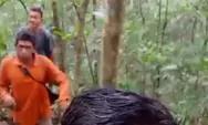 Musim Tiba, Masyarakat Letung Berburu Buah Kembang Semangkok