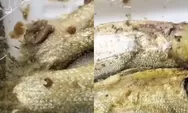 Program MBG Disorot Lagi, Kali Ini Ikan Bandeng Diduga Berulat