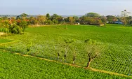Lahan di Kubu Raya Makin Melejit, Mending Nabung Beli Tanah Kavling atau Saham Properti?