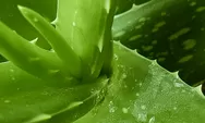 Inovasi Aloe Vera Premium, Mengubah Ikon Lidah Buaya Lokal Jadi Produk Skincare atau Oleh-oleh Estetik