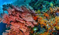 Riset 20 Tahun Ungkap Ketangguhan Terumbu Karang Indonesia, Namun Ancaman Pemanasan Laut Kian Nyata