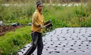 Saat Gambut Mengering, Ketahanan Pangan Nasional Diuji dari Kalimantan Barat