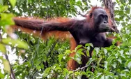 Dari Kanopi ke Sungai, Membaca Dampak Perubahan Iklim di Jantung Borneo
