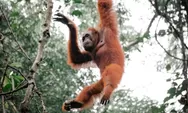 Di Jantung Biosfer Kalbar, Ketika Habitat Orangutan Beririsan dengan Ekspansi Sawit