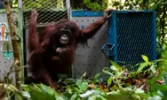 Lima Individu Orangutan Hasil Rehabilitasi Dilepasliarkan ke Taman Nasional Betung Kerihun Kapuas Hulu