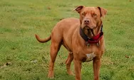 Anak Perempuan 9 Tahun Diserang Pitbull di Bandung, Alami Luka Gigitan di Kepala