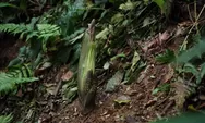 Bunga Bangkai Amorphophallus Titanum Segera Mekar di Kebun Raya Bogor, Catat Waktunya!!