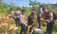 Dukung Ketahanan Pangan Nasional, Sat Lantas Polres Bogor Panen Jagung Bersama Warga dan Petani