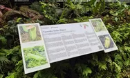 Beraksi Dua Kali, Pencuri Tanaman Langka di Kebun Raya Bogor Ditangkap