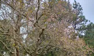 Pesona Sakura Bermekaran, Kebun Raya Cibodas Tawarkan Panorama Alam yang Menawan