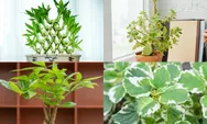 Cari Keberuntungan? 9 Tanaman Hias Kekinian Menurut Feng Shui yang Lagi Hits dan Bisa Bikin Kaya! Simak Yuk!