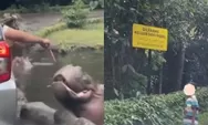 Heboh ulah wisatawan di Taman Safari, nekat keluar mobil di area satwa hingga beri makan Kuda Nil dengan sampah